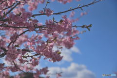 空とふんわり桜