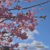 空とふんわり桜