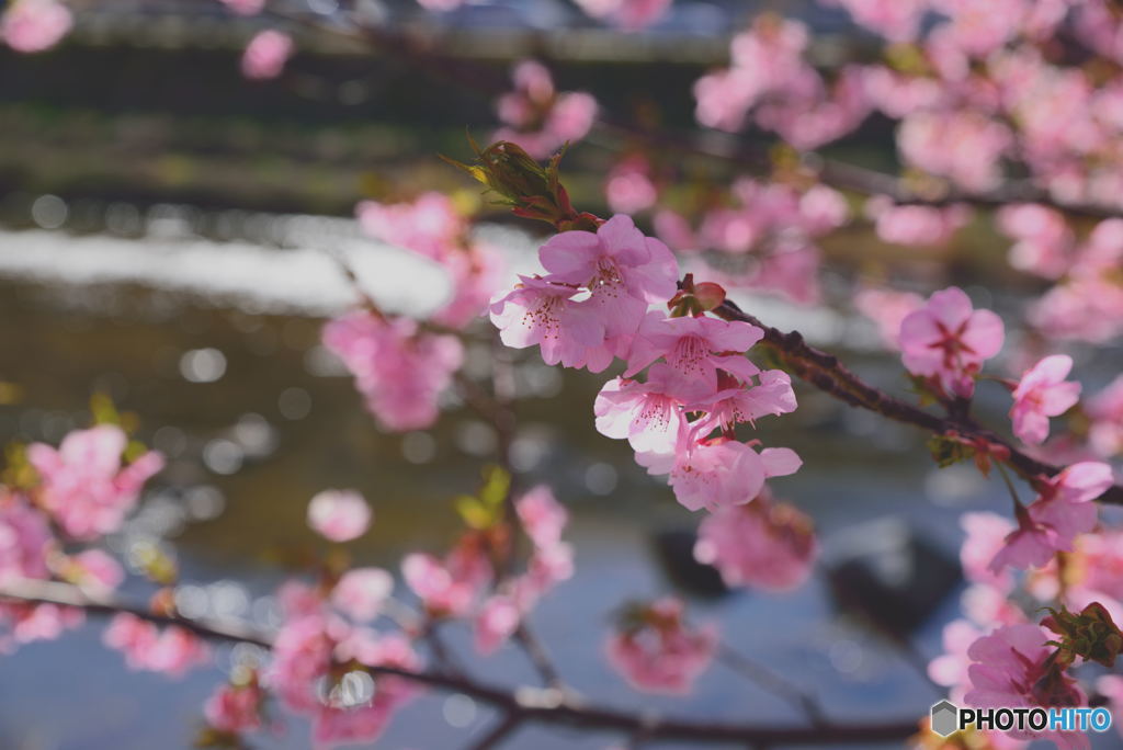 桜と川