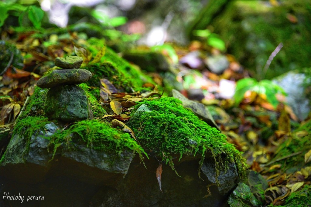 苔と灯籠