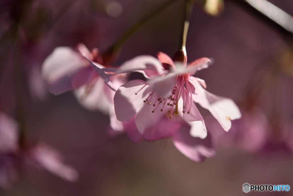 ふんわり桜2