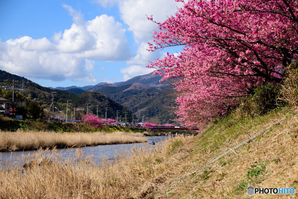 河津の風景