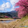 河津の風景