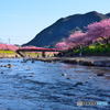 河津の風景5