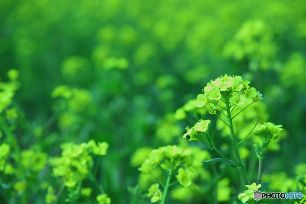 いきいき菜の花