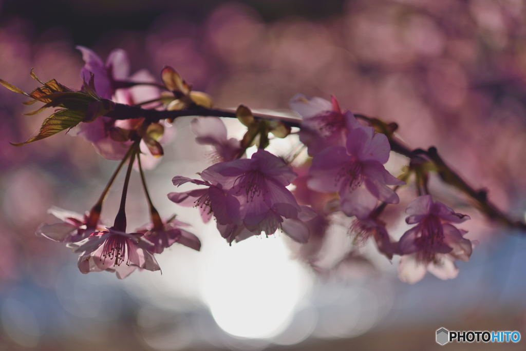 きらっと桜