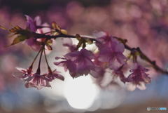 きらっと桜