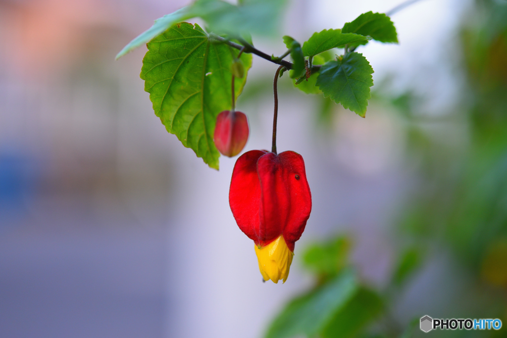 この花なんだろう？