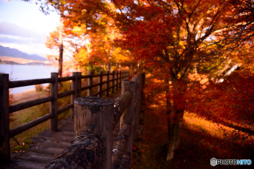 橋と紅葉