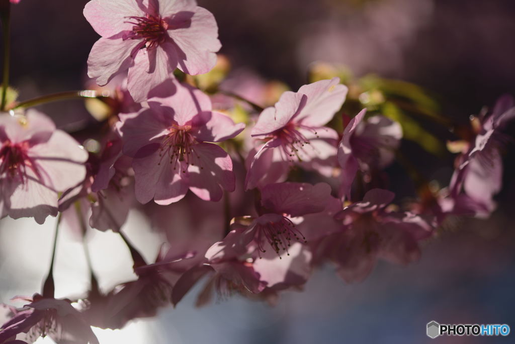 きらっと桜3