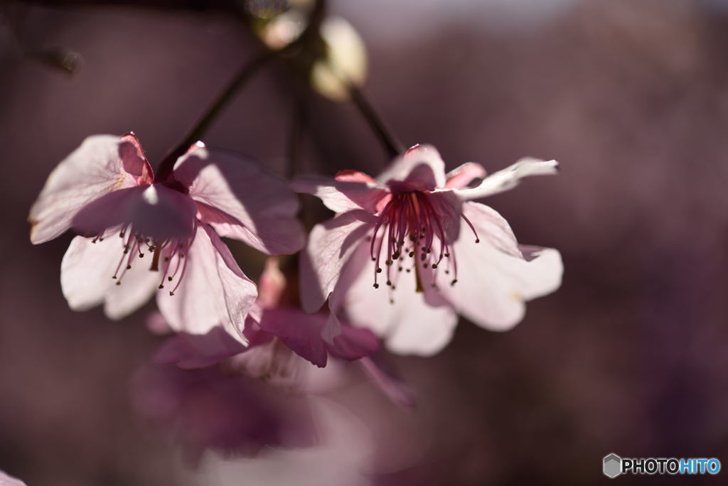 ふんわり桜3