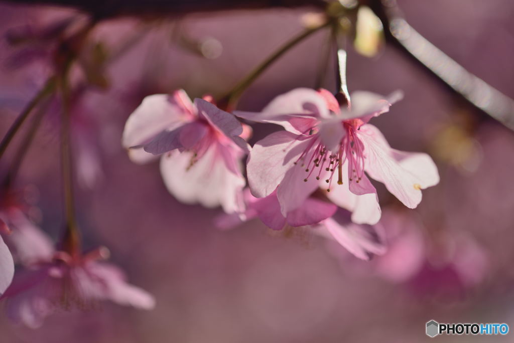 ふんわり桜1