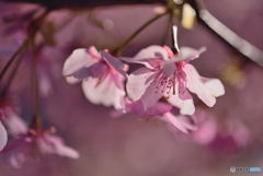 ふんわり桜1