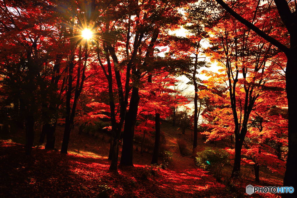 紅葉と太陽