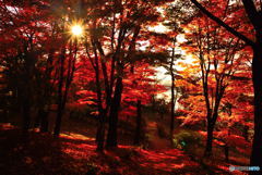 紅葉と太陽