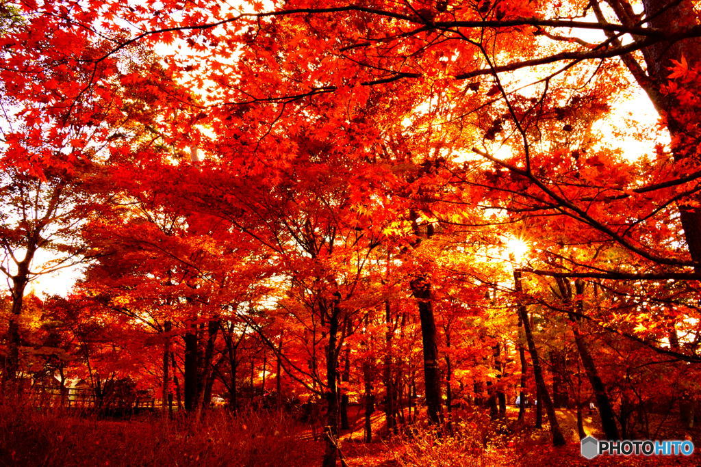 紅葉3