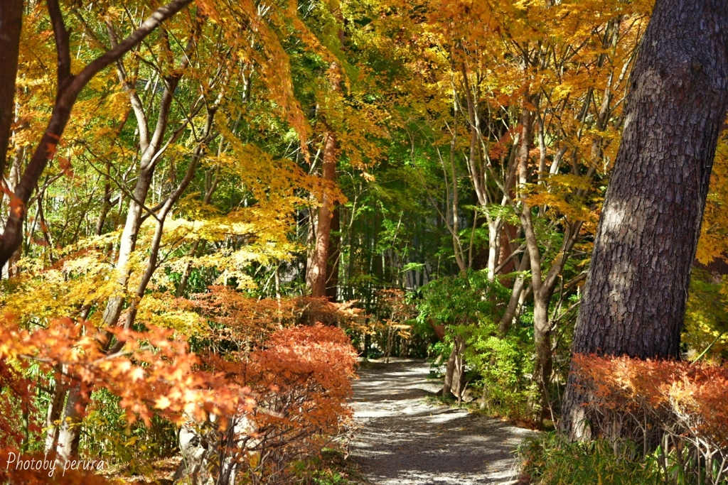 河口湖周辺紅葉散策