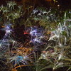 光の華
