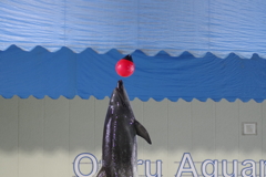 イルカショー