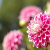 百合が原公園