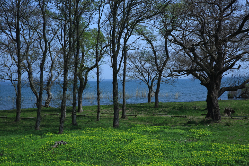 春の琵琶湖