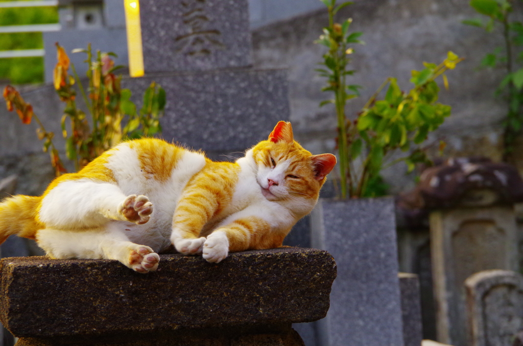 ねこ様②