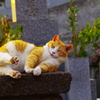 ねこ様②