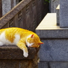 ねこ様③