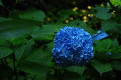 碧-BLUE-