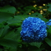碧-BLUE-