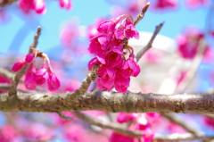 緋寒桜とみつばち②