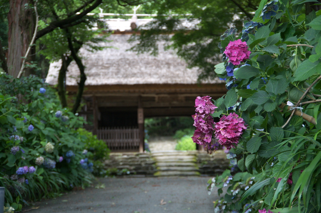 梅雨の終わり～阿弥陀寺～