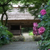 梅雨の終わり～阿弥陀寺～