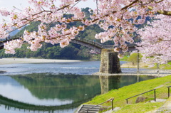 橋桜