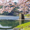 橋桜