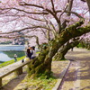桜の撮影会
