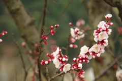 冠山公園-梅⑥-