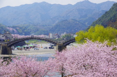 春の錦帯橋