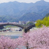 春の錦帯橋