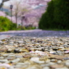 春の道