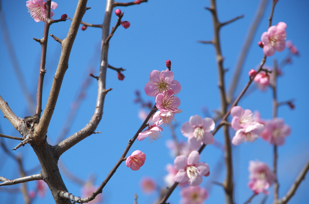 春の匂い