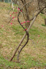 冠山公園-梅④-