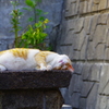 ねこ様①