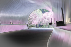 桜色のトンネル1