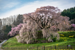 又兵衛桜1