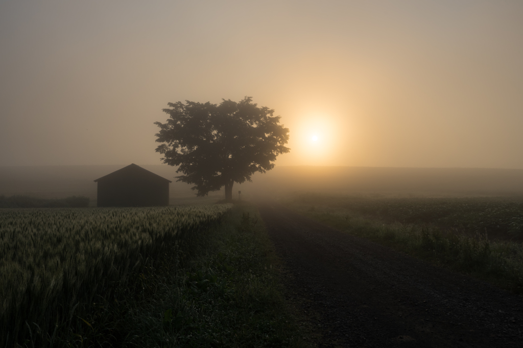 緑の小屋と一本の木5