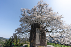 醍醐桜1