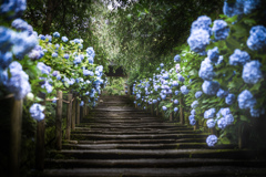 明月院1