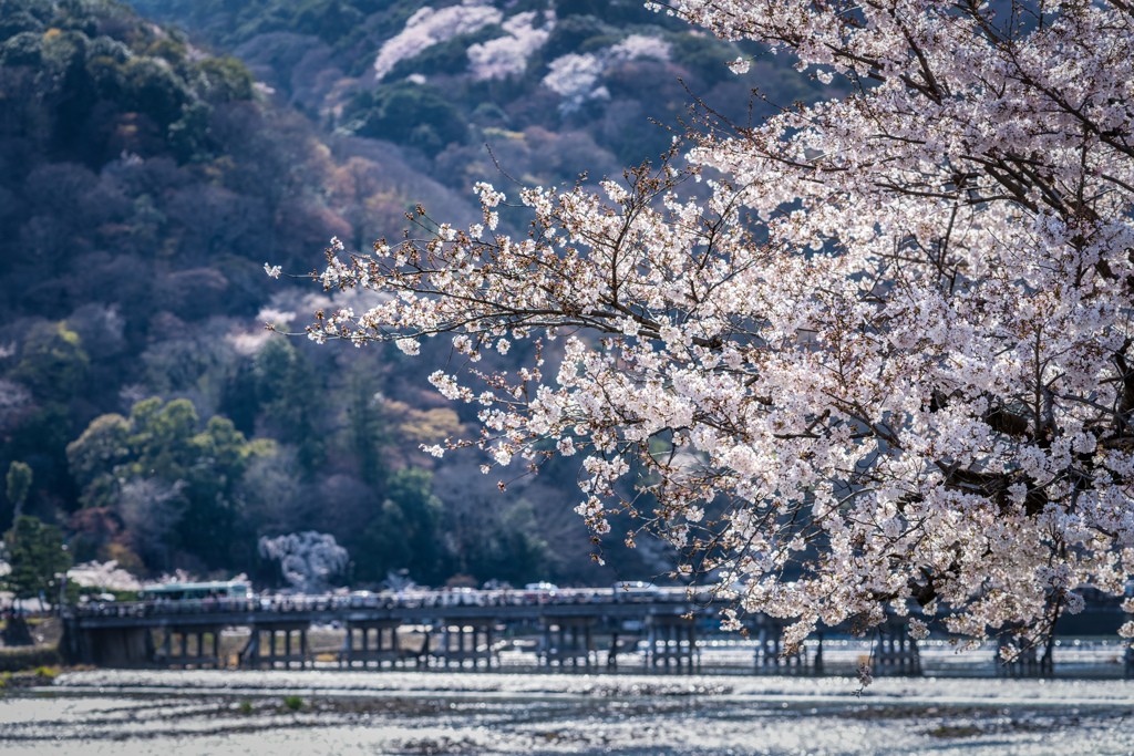 桜の季節がやってきた8