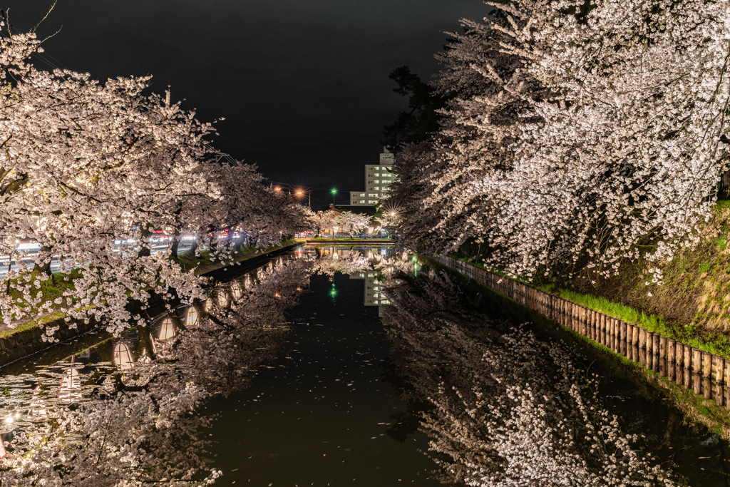 弘前桜事情6